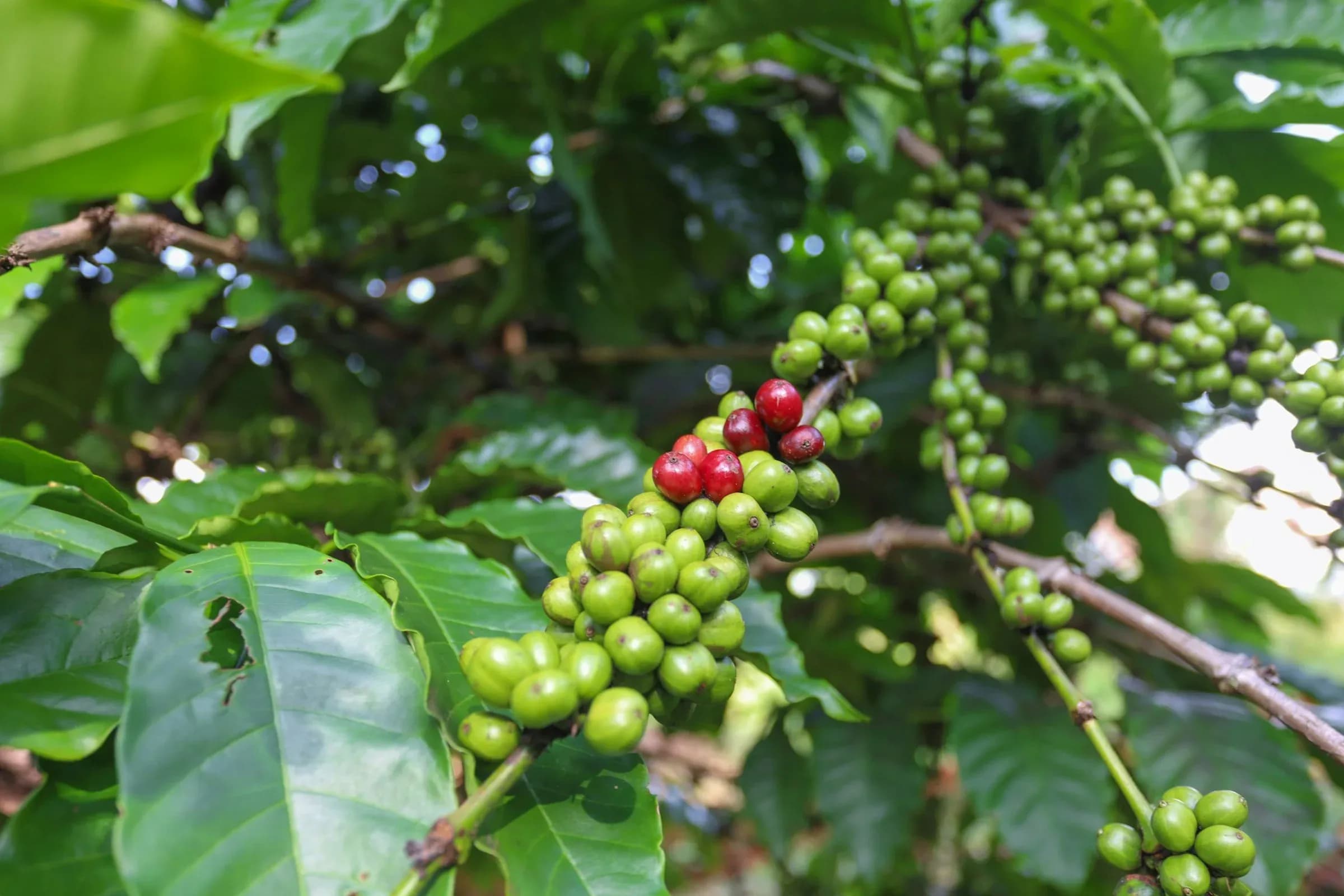 Quả cà phê xanh và đỏ trên cành tại Buôn Ma Thuột, Việt Nam. Ảnh tư liệu.
